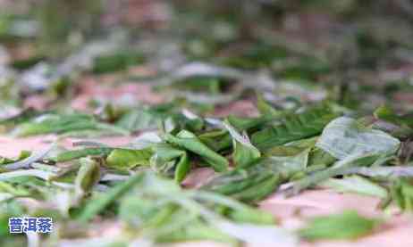 普洱茶是蒸还是煮好，普洱茶：蒸还是煮？哪种方法更适合你？