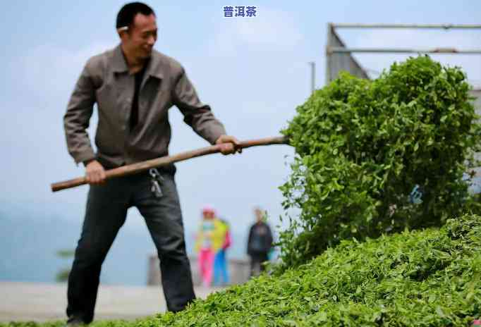 喝过的普洱茶晒干以后再买-喝过的普洱茶晒干以后再买可以吗