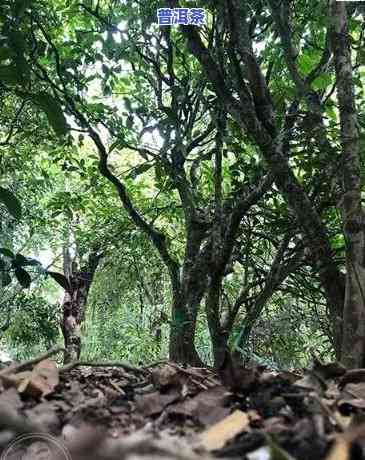 深入解析：景迈古树与冰岛茶的区别及比较