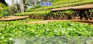 赞美普洱茶的标语口号大全-赞美普洱茶的标语口号大