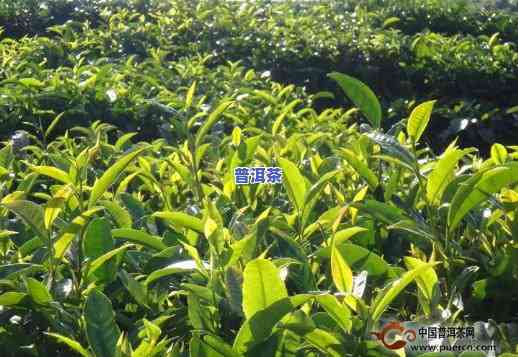 云南普洱茶种植特点详细介绍：图片与视频全包含