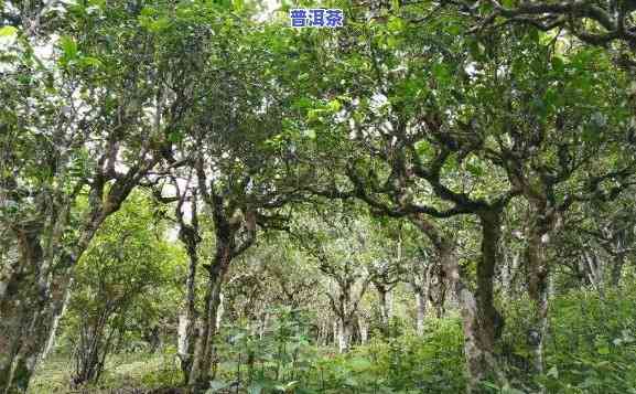 云南普洱茶的茶树品种及特点，探秘云南普洱茶：揭秘其特别茶树品种及其特点