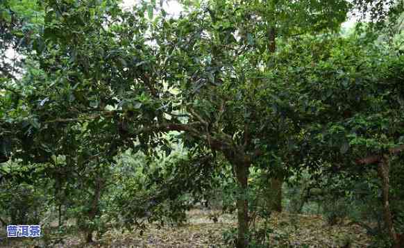 云南普洱茶种植特点-云南普洱茶种植特点是什么