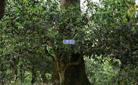 云南普洱茶种植特点-云南普洱茶种植特点是什么