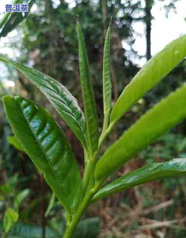 普洱茶乔木价格及图片大全-普洱茶乔木价格及图片大