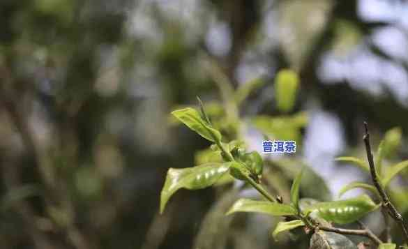 探索布朗山普洱茶香气：从嗅觉到味觉的完美体验