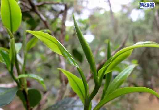 探索布朗山普洱茶香气：从嗅觉到味觉的完美体验