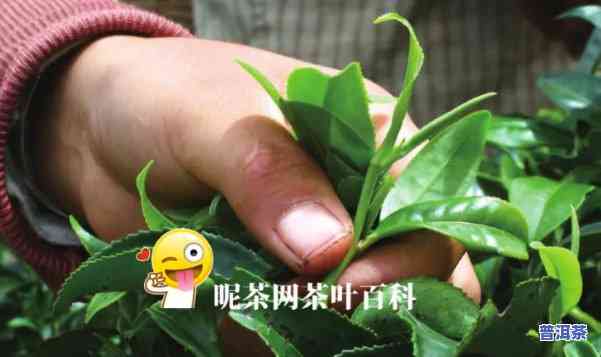 普洱茶放久了会变绿吗？能否继续饮用？有无害风险？起因解析