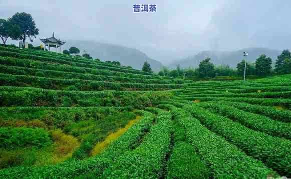 丽水茶业，探秘东南部的瑰宝：丽水茶业