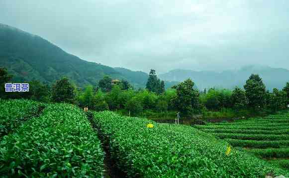 丽水茶业，探秘东南部的瑰宝：丽水茶业