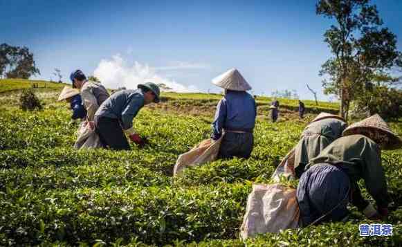 普洱茶大师，探究普洱茶的大师之路：揭秘制茶技艺与文化传承