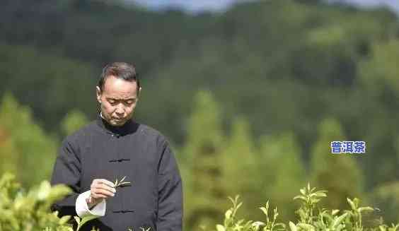 普洱茶界知名大师，探索普洱茶的奥秘：与知名大师一起品味茶的世界