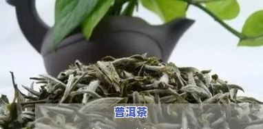 白茶和普洱茶视频讲解大全-白茶和普洱茶视频讲解大全