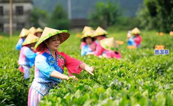 贺州名茶，品味广西：探寻贺州名茶的魅力