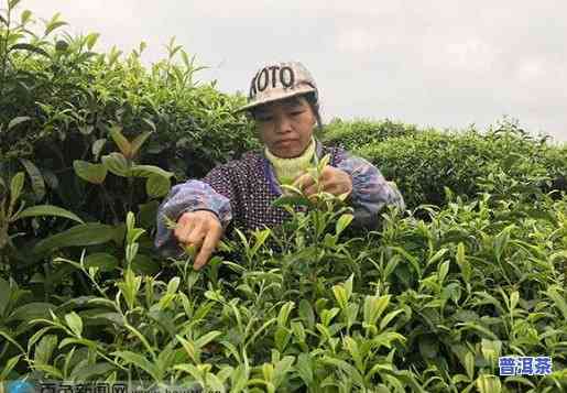 贺州名茶，品味广西：探寻贺州名茶的魅力