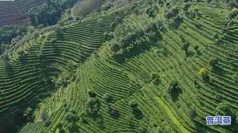 江西普洱茶种植基地在哪里？求详细位置信息！