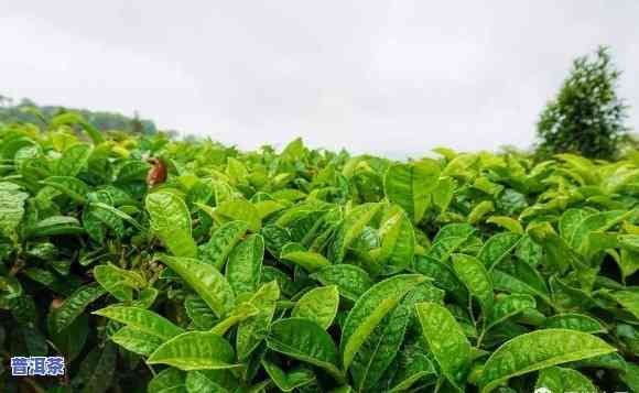 普洱茶叶基地，探访云南普洱茶叶基地，感受大自然的馈赠与茶文化的魅力