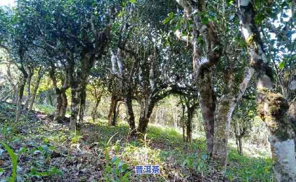 青海批售勐舍普洱茶的地方-青海批售勐舍普洱茶的地方在哪里