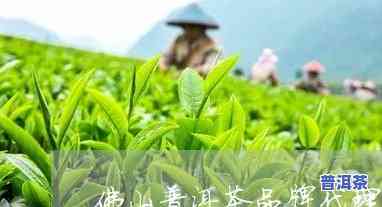 佛山知名普洱茶招商-佛山知名普洱茶招商电话