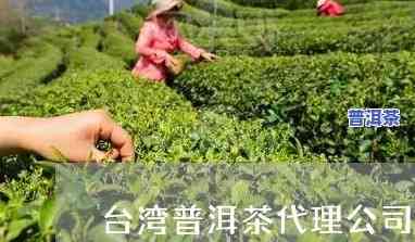 台州知名普洱茶招商-台州知名普洱茶招商电话