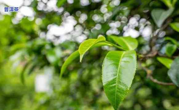 探索普洱茶不同茶山的特别口感与特点：一次味觉之旅