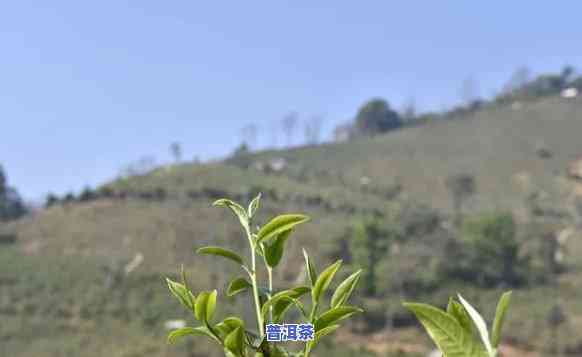 探索普洱茶不同茶山的特别口感与特点：一次味觉之旅