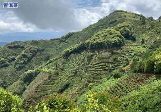 探索普洱茶不同茶山的特别口感与特点：一次味觉之旅