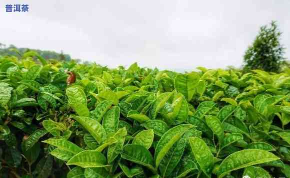 探究云南普洱茶种植的自然条件