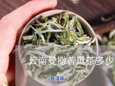 西双版纳曼糯茶：价格与产地解析