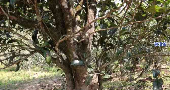 中茶百花树普洱茶价格多少钱一斤，中茶百花树普洱茶市场价格一览，一斤多少钱？