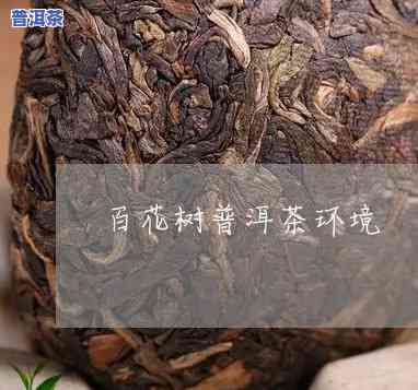 中茶百花树普洱茶价格多少钱一斤，中茶百花树普洱茶市场价格一览，一斤多少钱？