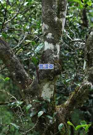 普洱茶山系，探秘云南普洱茶山系：千年古树与独特风味