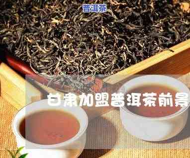 甘肃加盟普洱茶公司，开启财富之门：甘肃地区加盟普洱茶公司的机会