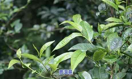 3公斤普洱茶饼：直径大小怎样计算？