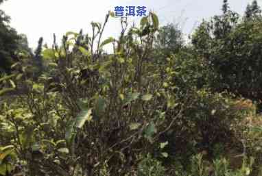 普洱茶种植技术全面解析：内容与论文探讨