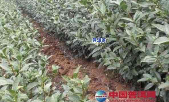 普洱茶种植技术全面解析：内容与论文探讨