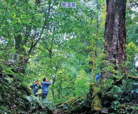 冰岛普洱茶产地、山头及购买地全攻略