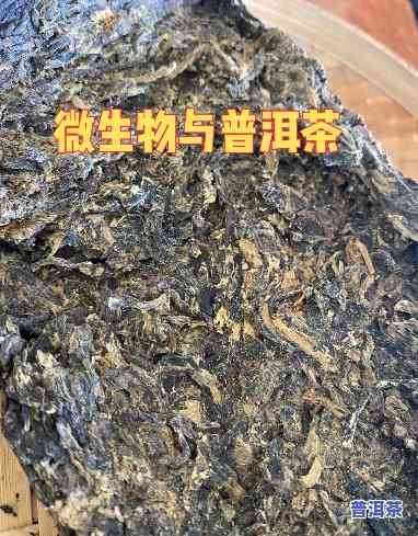 普洱茶转化需要什么微生物-普洱茶转化需要什么微生物参与