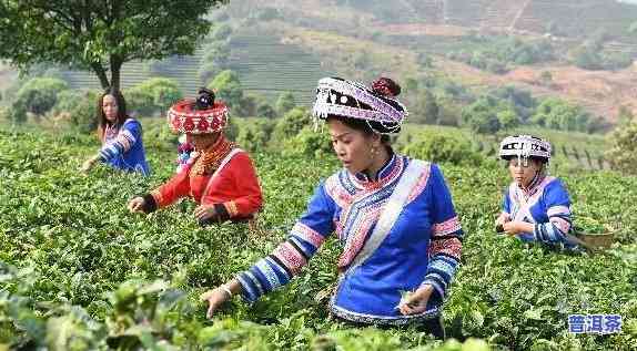 深入熟悉哈尼族的普洱茶文化及其传统茶俗