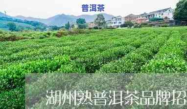 湖州高端普洱茶招商-湖州高端普洱茶招商电话