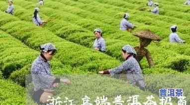 浙江高端普洱茶招商电话，寻找浙江高端普洱茶合作机会？联系电话等你来拨！