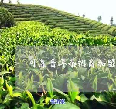 山西可靠普洱茶招商-普洱茶招商网