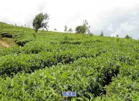 古才山古茶山普洱茶-古才山普洱茶怎么样