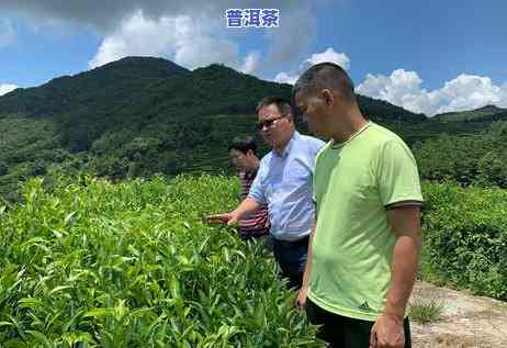 梅州普洱茶招商条件-梅州普洱茶招商条件是什么