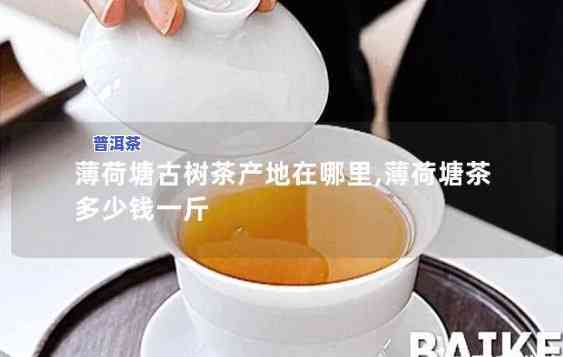 薄荷塘古树纯料普洱茶价格全揭秘！最新行情及购买建议