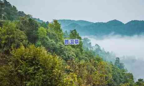 薄荷塘普洱茶价格2018，最新报价：2018年薄荷塘普洱茶市场价格一览