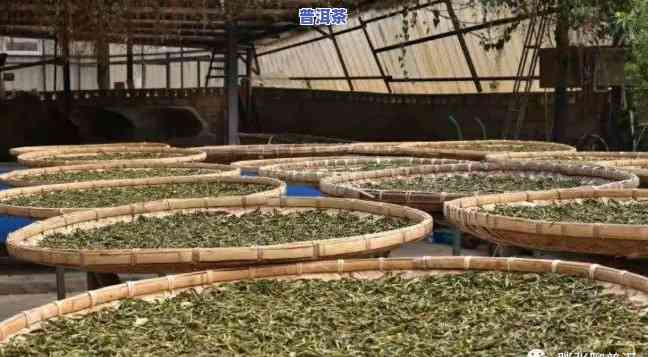 知名普洱茶厂，揭秘普洱茶文化：探索知名普洱茶厂的制作工艺与特别风味