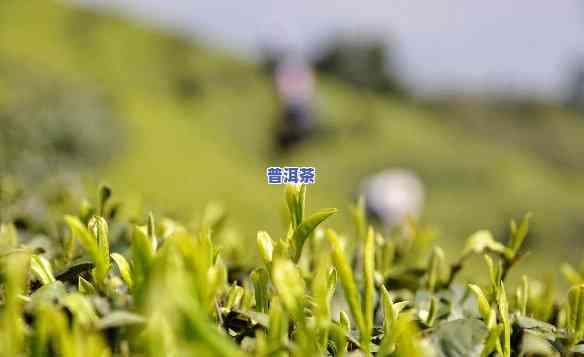 贵州普洱茶乡，探索贵州普洱茶乡：品味茶文化的精髓