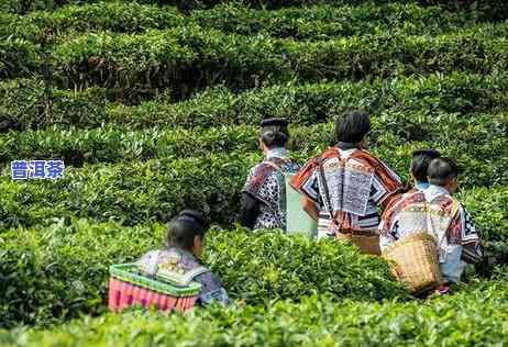 宁德高端普洱茶招商-宁德高端普洱茶招商电话