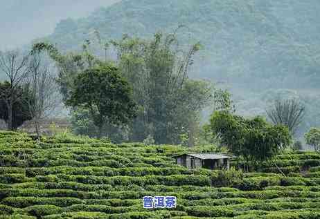 宁德高端普洱茶招商-宁德高端普洱茶招商电话